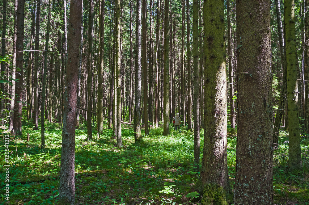 Obraz premium Spruce forest on a Sunny summer day. The sun's rays Shine through the trees. Woman is looking for and gather mushrooms