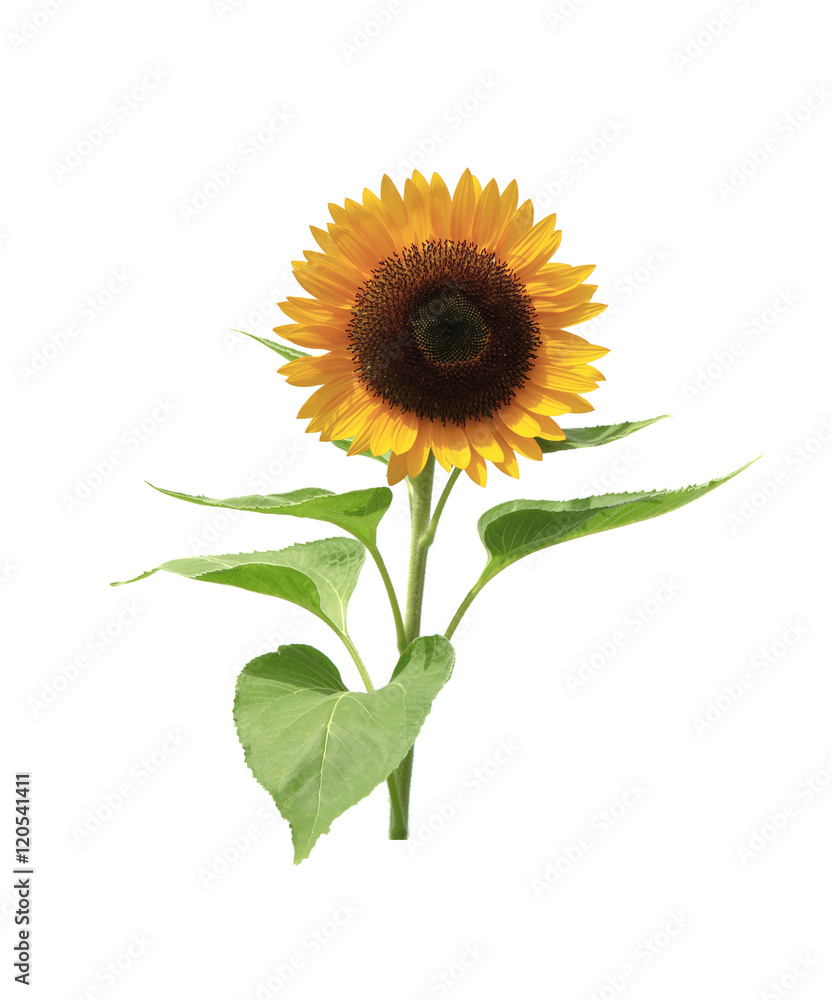 Obraz premium ひまわり(キリヌキ)