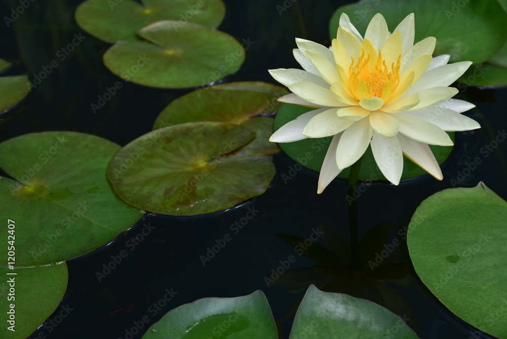 The lotus leaf green The lotus leaf green