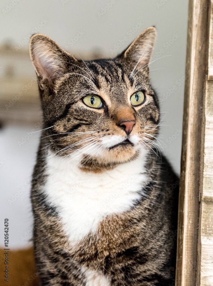 Fototapeta premium Homeless cat needs a forever home