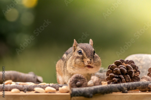 Eastern Chipmunk looks forward with cheeks full in an Autumn seasonal scene with room for text above