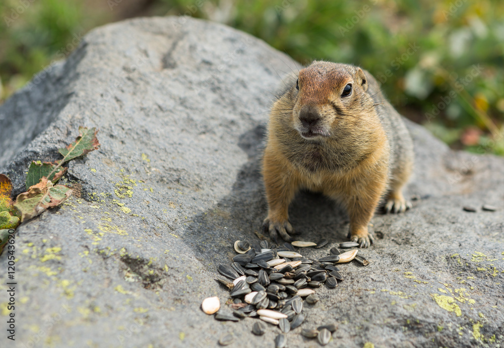 Arctic ground squirrel eating seeds on rock. Kamchatka. Arctic ground squirrel eating seeds on rock. Kamchatka.
