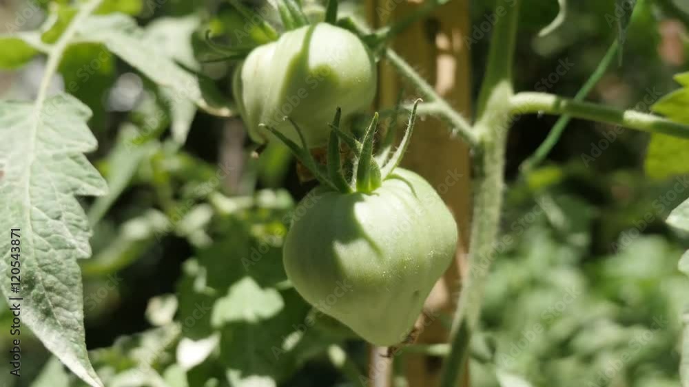 Oxheart tomato crop farm close-up 4K 2160p 30fps UltraHD footage - Solanum lycopersicum plantation on green vines in the organic garden 3840X2160 UHD video Oxheart tomato crop farm close-up 4K 2160p 30fps UltraHD footage - Solanum lycopersicum plantation on green vines in the organic garden 3840X2160 UHD video
