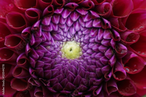 Fototapeta Naklejka Na Ścianę i Meble -  Dahlien Blüte