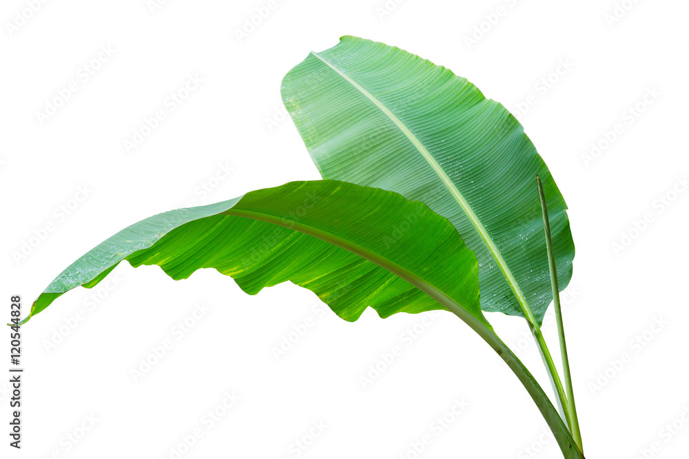 Banana leaf Wet isolated on white background. File contains a clipping path. - obrazy, fototapety, plakaty 