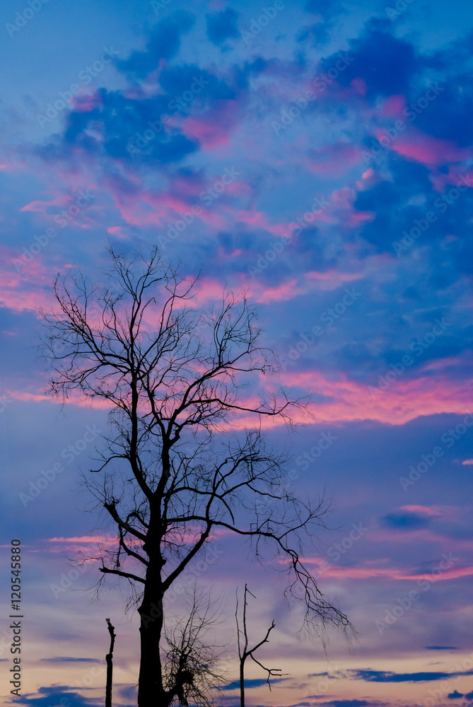 Silhouette of dried tree with twilight sky Silhouette of dried tree with twilight sky
