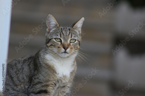 Chat tigrée assis regard droit devant