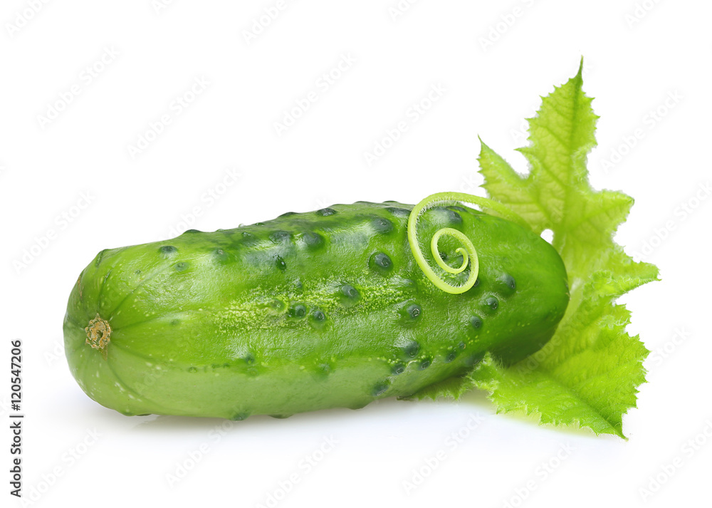 Green cucumber isolated Green cucumber isolated