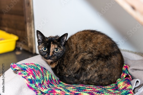 Homeless cat needs a forever home