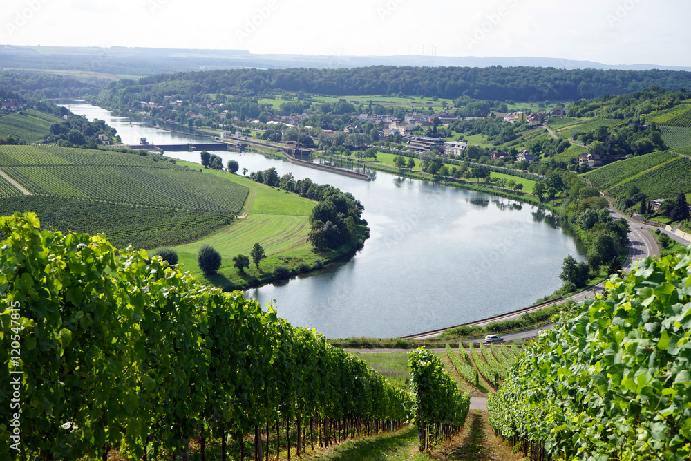 Fototapeta premium Vineyard on the river