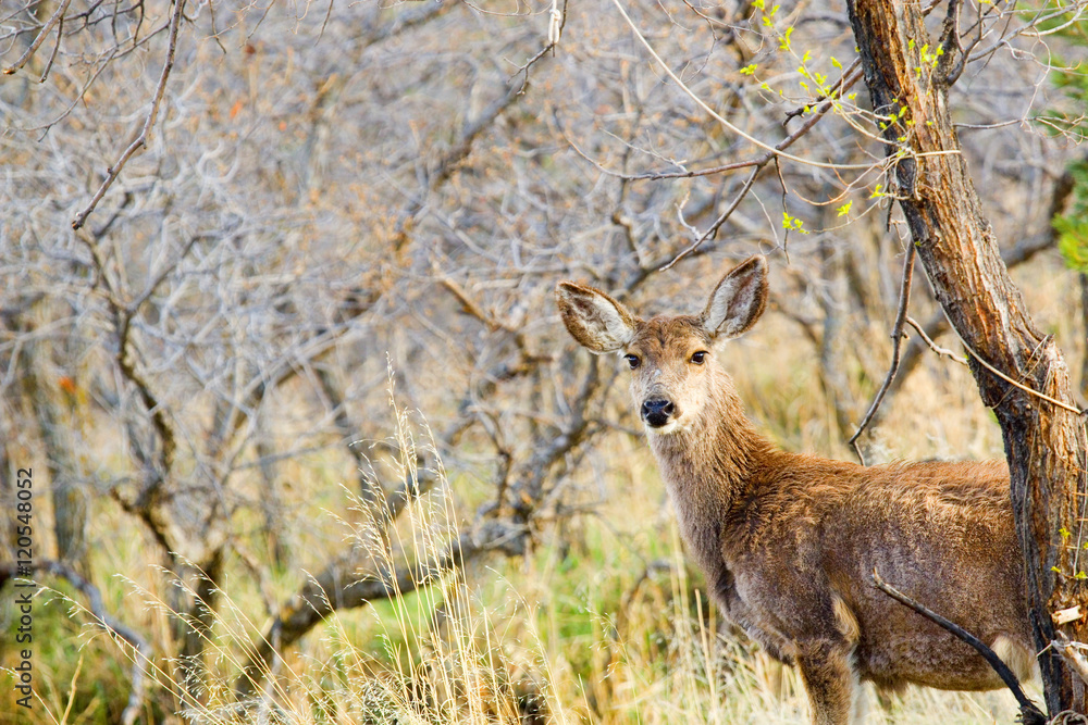 Obraz premium Mule Deer Frolicking on a Colorado Spring Afternoon