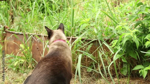 Siamese cat eating grass; Eating grass helps cats to vomit their fur fibers which were eventually swallowed due to fur maintenance; handheld footage, no people;  photo