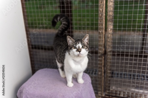 Fototapeta Naklejka Na Ścianę i Meble -  Homeless cat needs a forever home