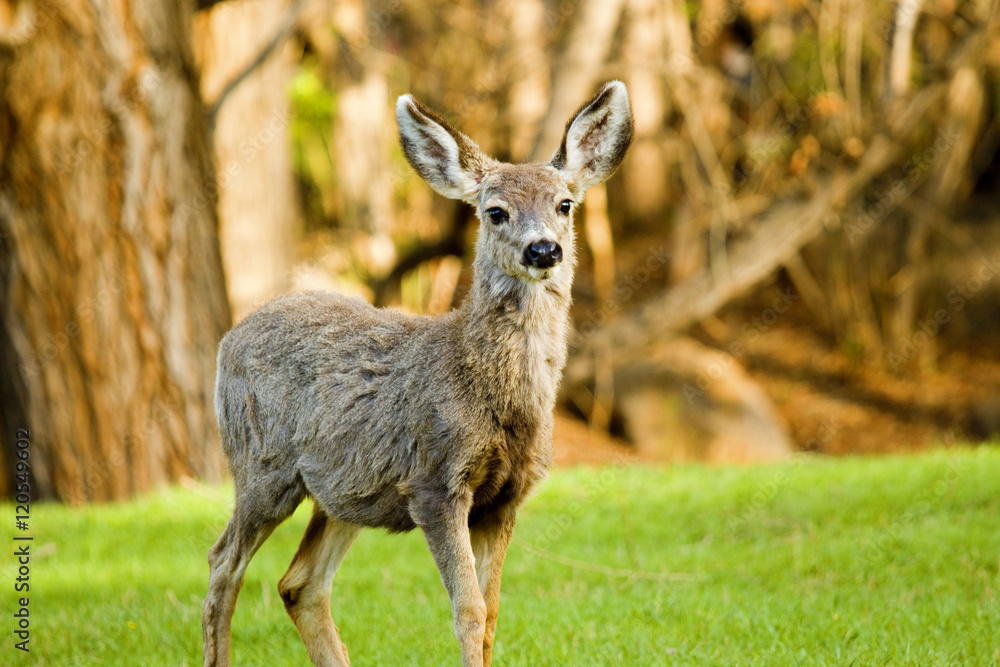 Mule Deer Frolicking on a Colorado Spring Afternoon Mule Deer Frolicking on a Colorado Spring Afternoon
