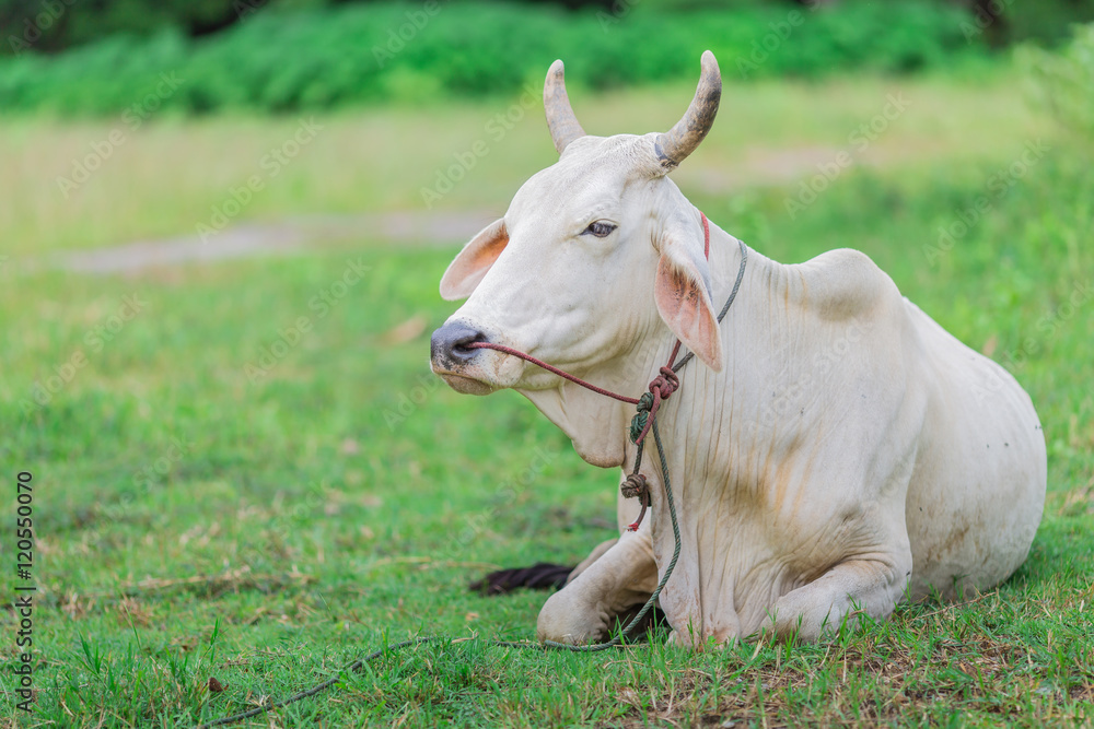Asian bloodline cow in tropical field Asian bloodline cow in tropical field