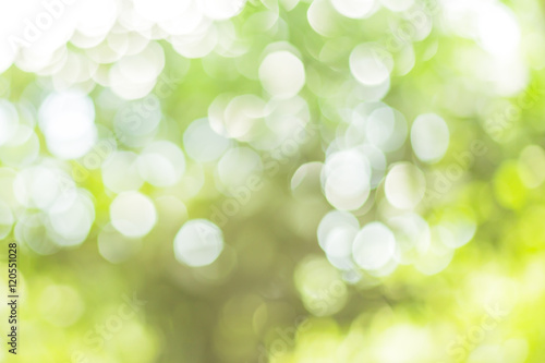 Defocused abstract green background