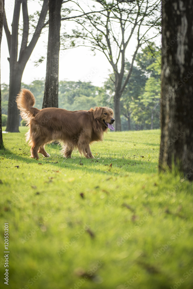 Fototapeta premium The golden retriever for a walk on the grass