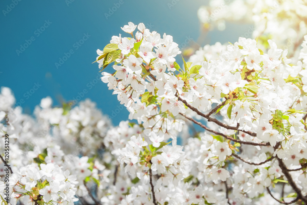 White Sakura or Cherry Blossom Flower with Blank Blue Sky for Text White Sakura or Cherry Blossom Flower with Blank Blue Sky for Text