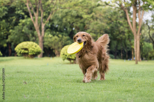 The golden retriever standing playing on the grass
