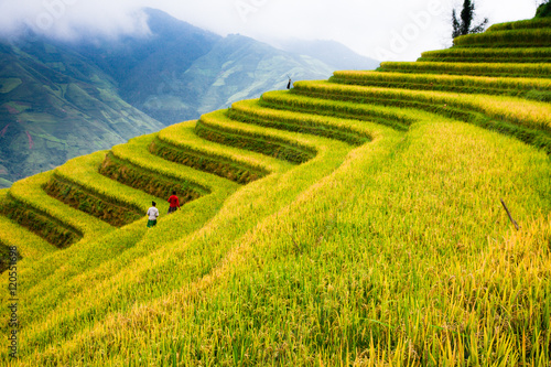 Rice fields on terraced of Bac Yen, Son La, Vietnam. Rice fields prepare the harvest at Northwest Vietnam