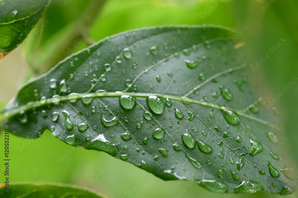 Raindrop on green leaf Raindrop on green leaf
