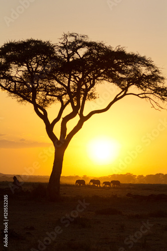 Typical african sunset with acacia trees in Masai Mara, Kenya