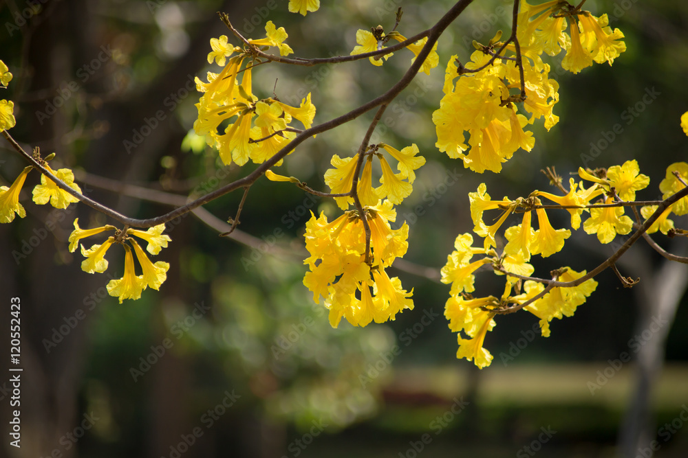 beautiful yellow flower or Tabebuia. beautiful yellow flower or Tabebuia.