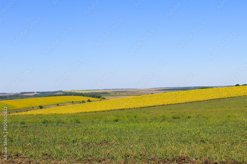 Summer landscape with fields and hills
