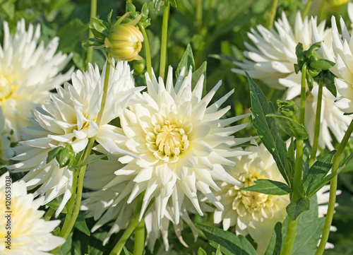 Fototapeta Naklejka Na Ścianę i Meble -  Dahlien, Dahlias