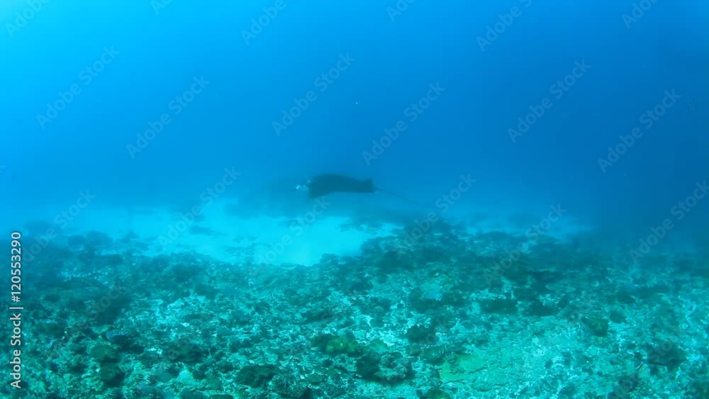 Reef Manta Ray underwater in ocean Reef Manta Ray underwater in ocean