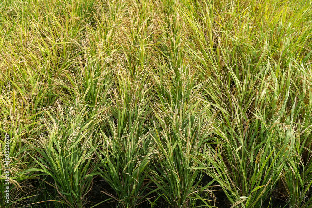 Paddy rice field in clear light day, close up
Paddy rice field in clear light day, close up
