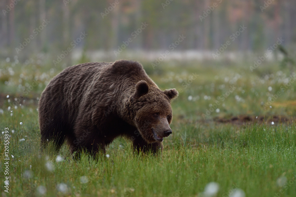 big male brown bear in the bog at sunrise early in the morning big male brown bear in the bog at sunrise early in the morning