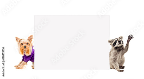 Yorkshire terrier and raccoon, peeking from behind banner