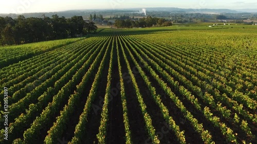 Aerial view of vineyard, Willamette Valley Oregon photo