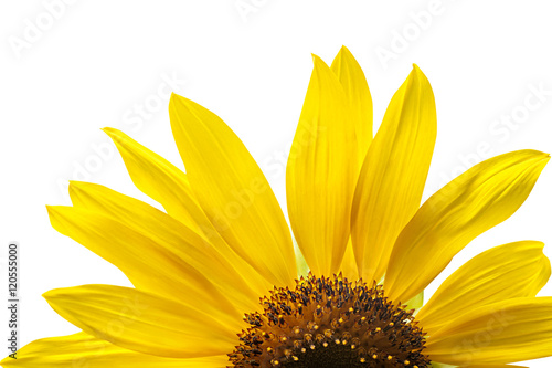 Fototapeta Naklejka Na Ścianę i Meble -  blooming yellow sunflowers on a white background isolate
