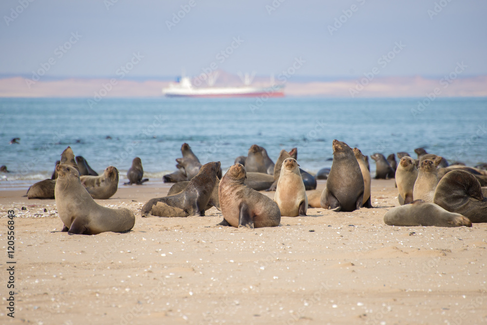 Fototapeta premium Seals at Pelican Point