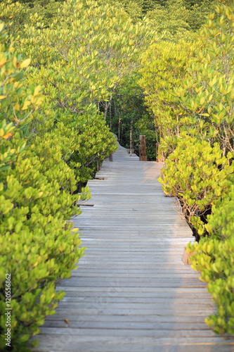 Mangrove trees of Thung Prong Thong forest in Rayong at Thailand