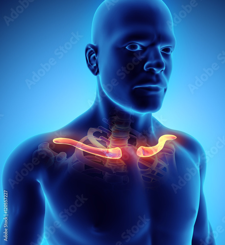Принти на полотні 3D illustration of Clavicle, medical concept.