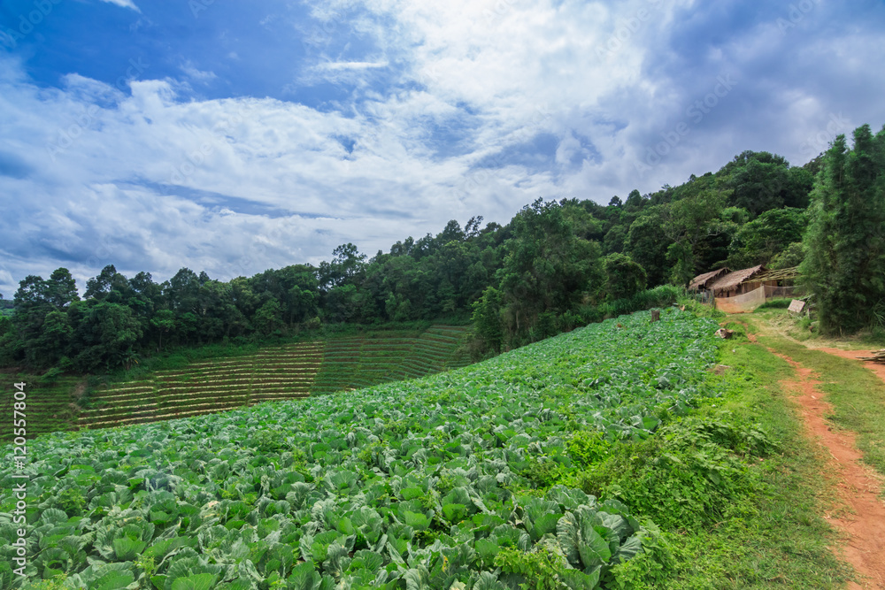 beautiful place with small hill cabbage terraces farming with cl