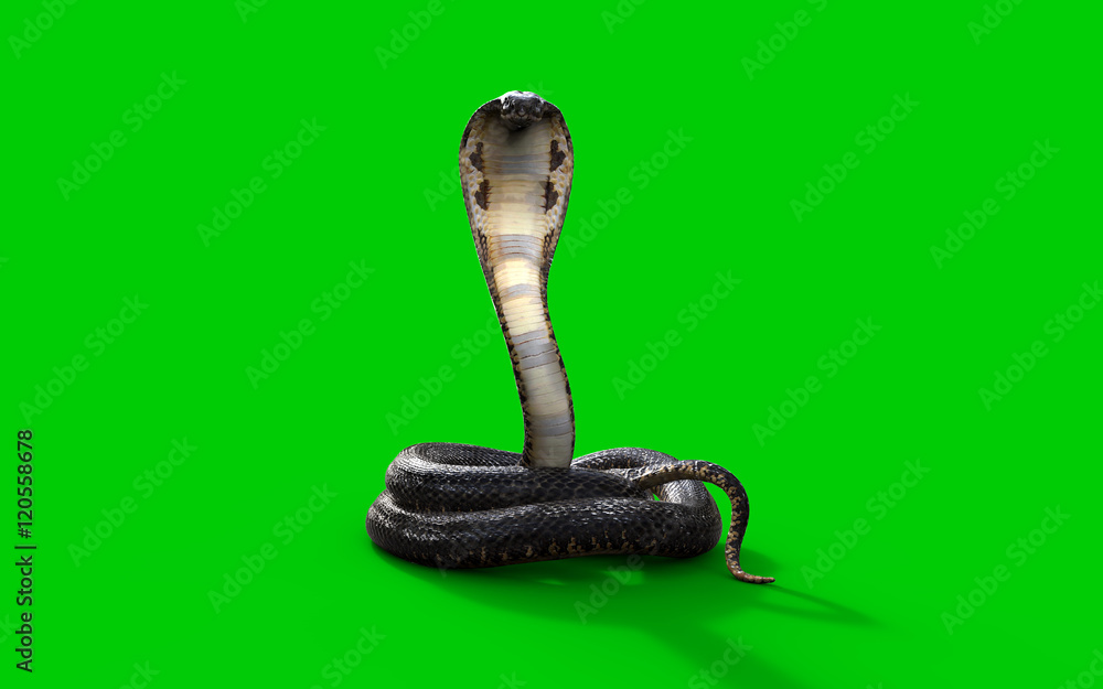 Hình ảnh rắn hổ mang vua cách ly trên nền xanh lá: \