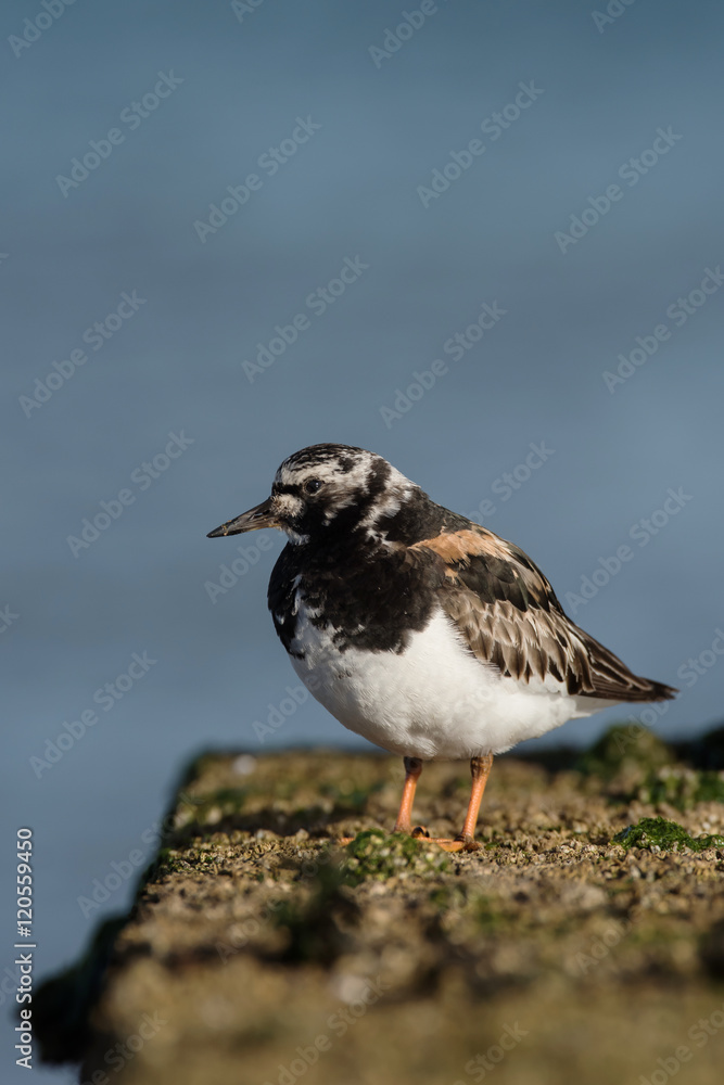 Ruddy Turnstone, Turnstone , Arenaria interpres Ruddy Turnstone, Turnstone , Arenaria interpres