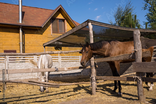 Horses on the farm © illustrissima
