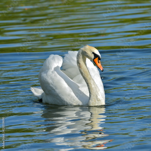 Swan with the open  spread wings