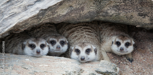 Meerkat Family are sunbathing photo