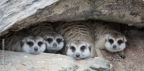 Photography Meerkat Family are sunbathing