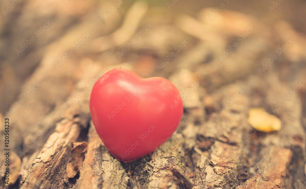 Fototapeta premium Love symbol on the tree trunk