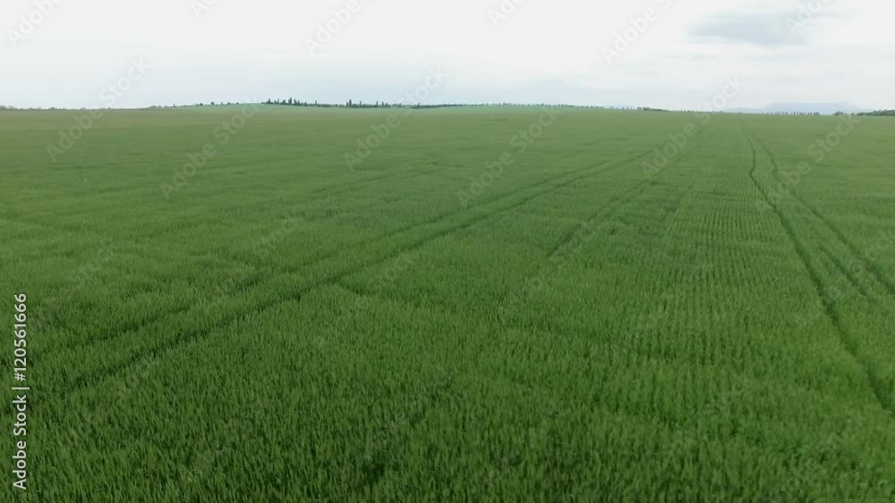 Green wheat field against the sky Green wheat field against the sky