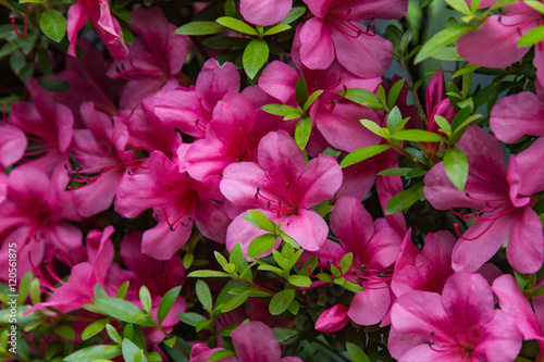 Fototapeta Naklejka Na Ścianę i Meble -  Pelargonium geranium group bright cerise pink flowers
