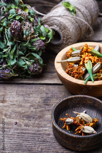 Collection of marigold flowers