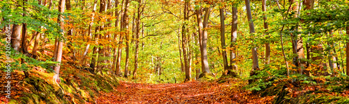 Path in a forest on a sunny autumn day  panorama
